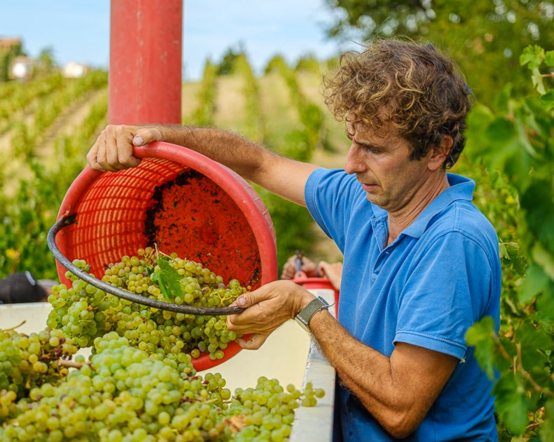 Perché innamorarsi dei vini dei Colli Tortonesi