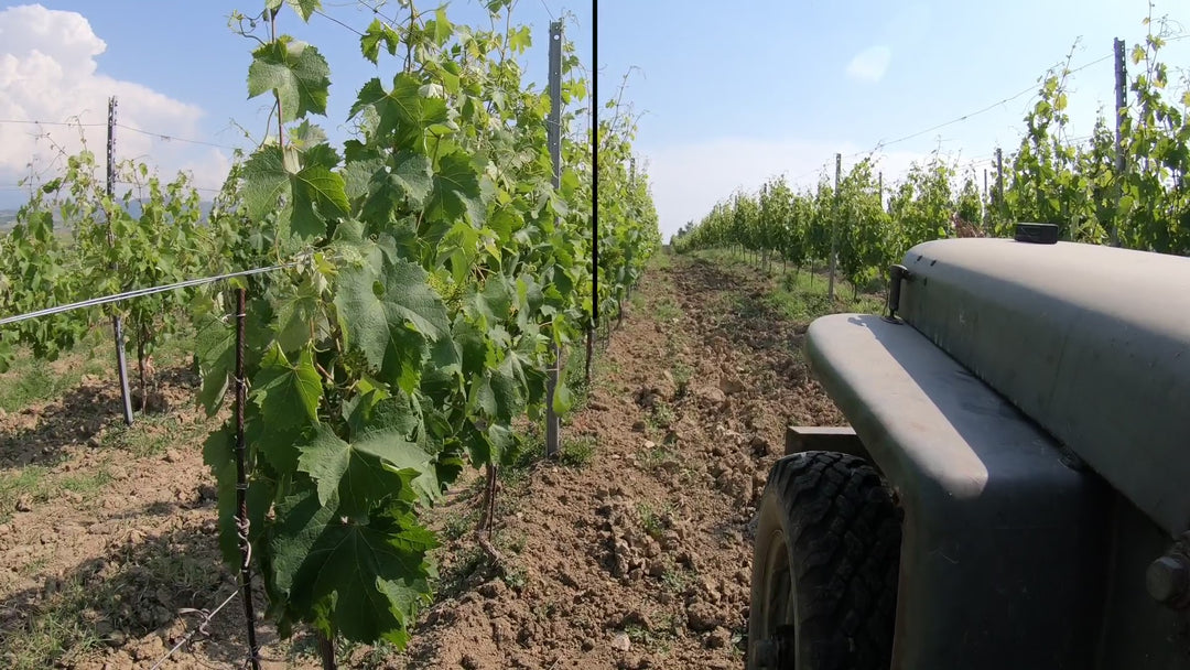 Tour in Jeep Willys 1943 tra i Vigneti dei Colli Tortonesi